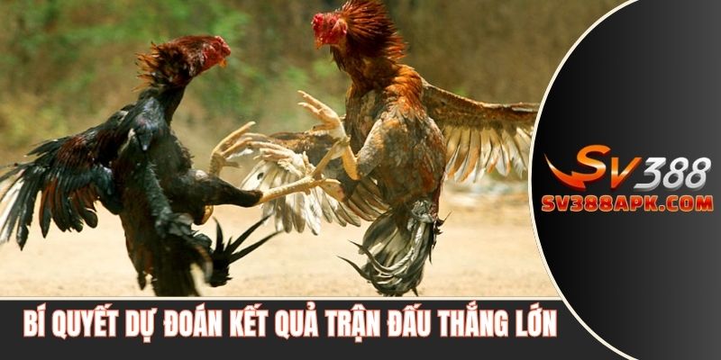 Bí quyết dự đoán kết quả trận đấu thắng lớn