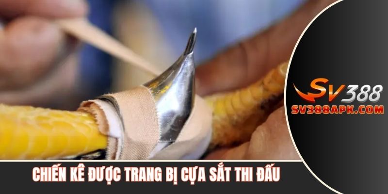 Chiến kê được trang bị ở chân cựa sắt thi đấu