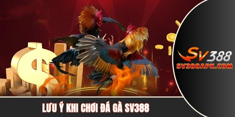 Lưu ý quan trọng khi chơi đá gà SV388