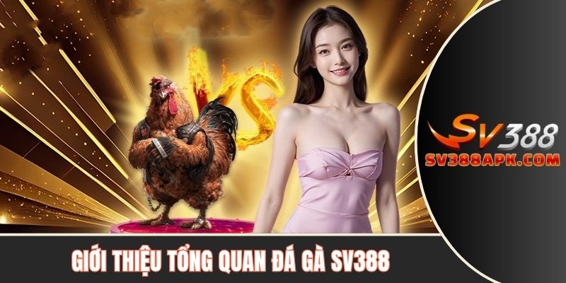 Giới thiệu tổng quan đá gà SV388