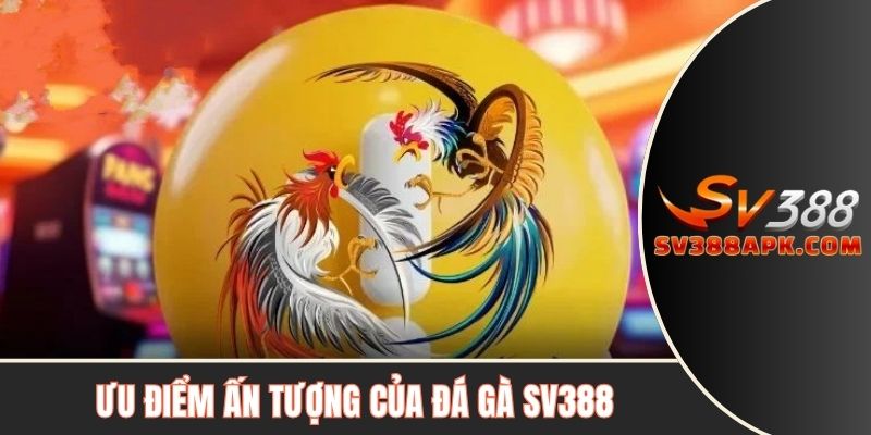 Ưu điểm ấn tượng của đá gà SV388