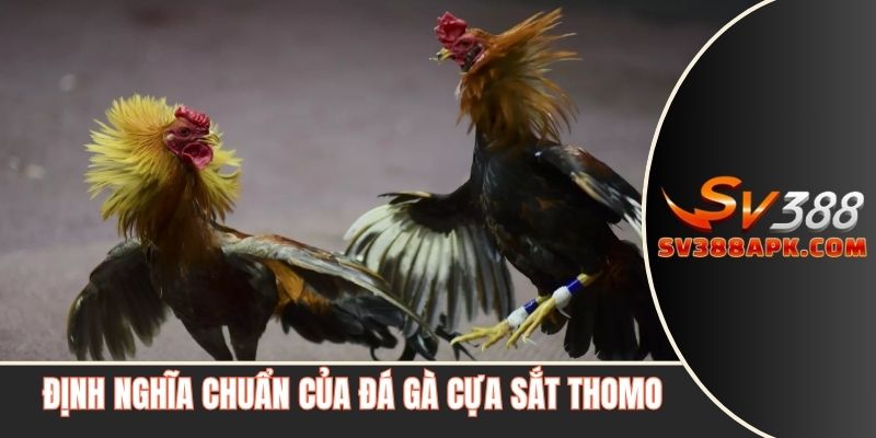 Định nghĩa chuẩn của đá gà cựa sắt Thomo