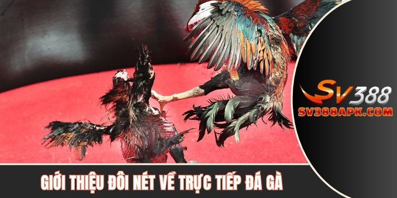 Giới thiệu đôi nét về trực tiếp đá gà