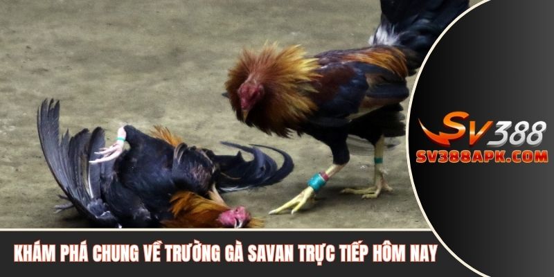 Khám phá chung về trường gà Savan trực tiếp hôm nay