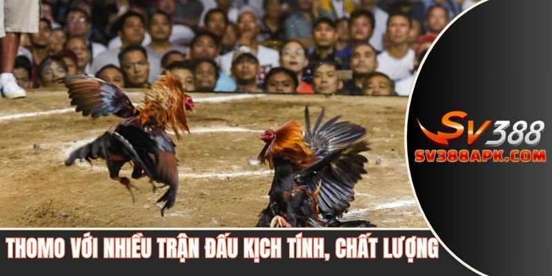 Thomo với nhiều trận đấu kịch tính, chất lượng