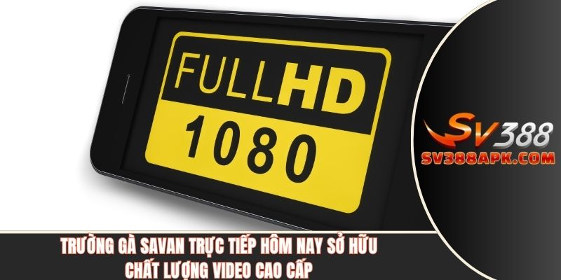 Trường gà Savan trực tiếp hôm nay sở hữu chất lượng video cao cấp